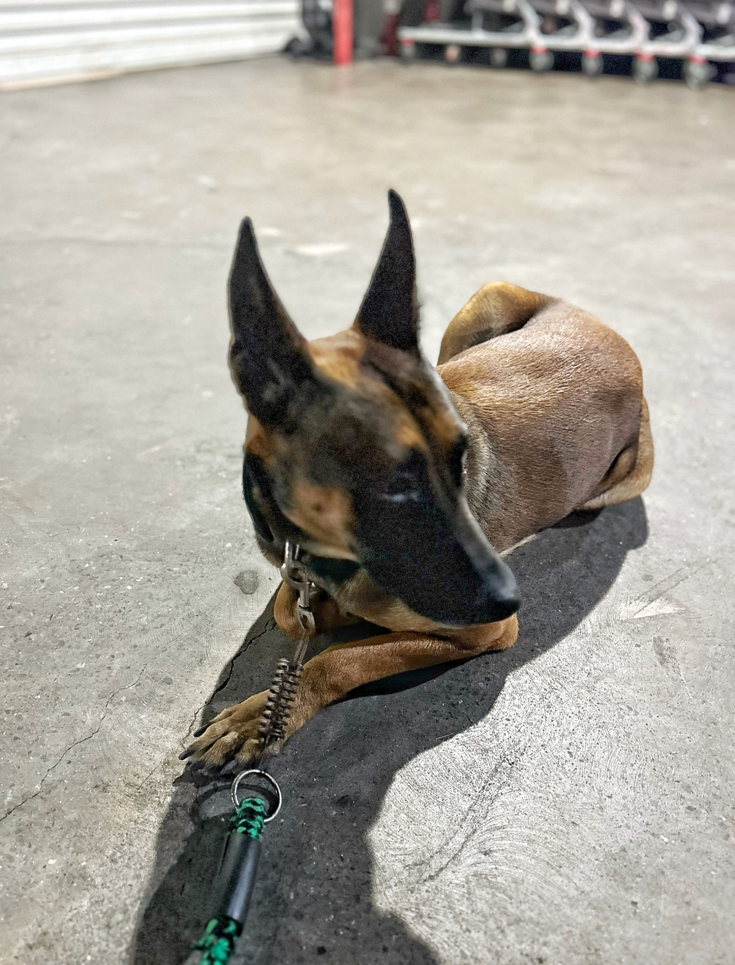 Personalized Dog Anxiety Relief Clothing - Calming Pet Vest