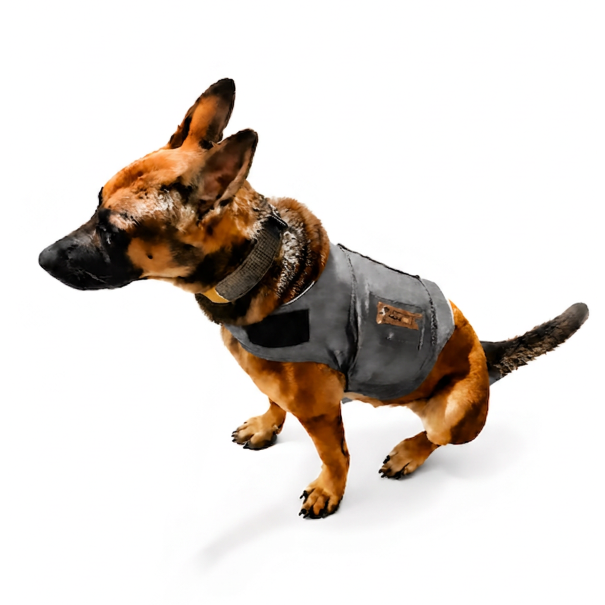 German Shepherd dog wearing a dark grey calming wrap vest, side view on white background 