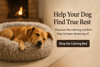 Calming dog bed - banner layout: .left side: dog sleeping peacefully in bed. Right side: soft neutral background with calming shadows. Overlay Text: “Help Your Dog Find True Rest” .Subtext: Discover the calming comfort they have’ve been dreaming of.” . Button: Shop the Calming Bed” Suggested Visual style: warm light, neutral tones . Fluffy textures, dog fully relaxed. Cozy setting (living room, rug, fireplace : color palette: #000000, #ffffff, #795548