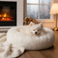 Pomeranian in whute bed